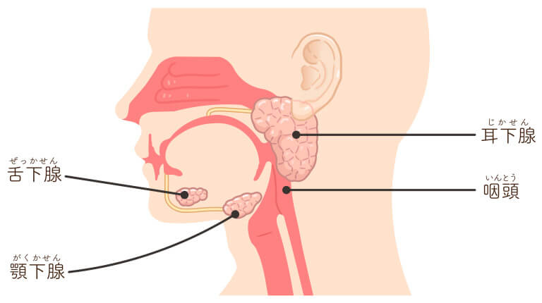 唾液腺とは?