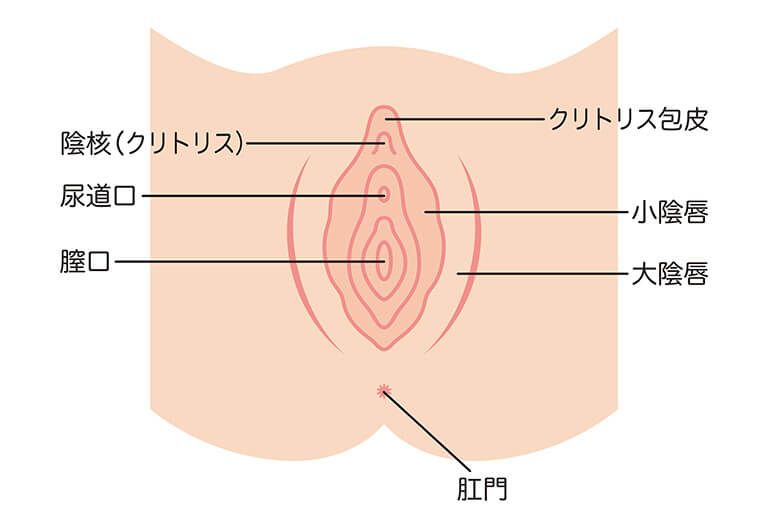 女性器の各名称